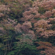 高尾山紅葉。