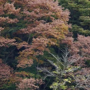 高尾山紅葉。