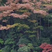 高尾山紅葉。