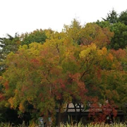 井の頭恩賜公園內。