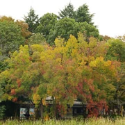 井の頭恩賜公園內。