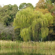 井の頭恩賜公園內。