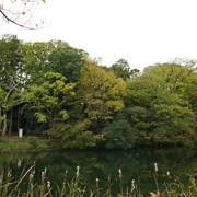 井の頭恩賜公園內。