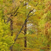 井の頭恩賜公園內。