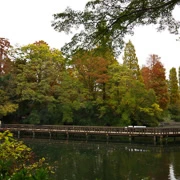 井の頭恩賜公園內。