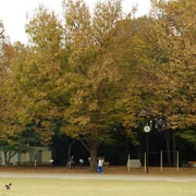 井の頭恩賜公園內。