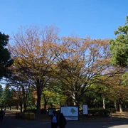 代々木公園內。