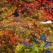 高尾山紅葉。