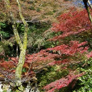 高尾山紅葉。