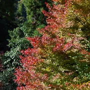 高尾山紅葉。