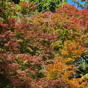 高尾山紅葉。