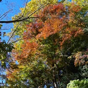 高尾山紅葉。