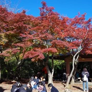 高尾山紅葉。