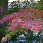 高尾山紅葉。