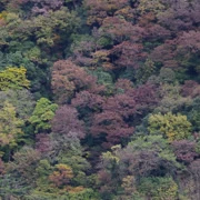 相模湖公園內紅葉。