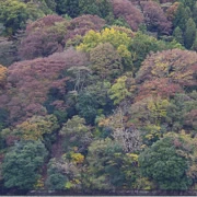 相模湖公園內紅葉。