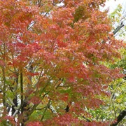 相模湖公園內紅葉。