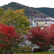 相模湖公園內紅葉。