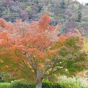 相模湖公園內紅葉。