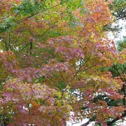 相模湖公園內紅葉。