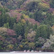 相模湖公園內紅葉。