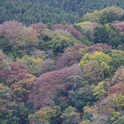 相模湖公園內紅葉。