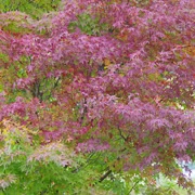 相模湖公園內紅葉。