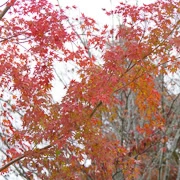 相模湖公園內紅葉。