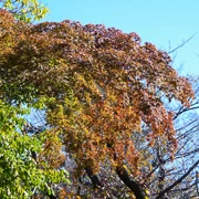 公園內既紅葉。