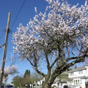 等朋友接送,係街道尋找櫻花樹。