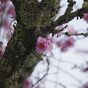 而說好不會遇上既櫻花‧‧‧