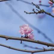 就不時出現係街上既櫻花樹上。