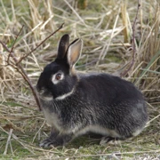 隨便就會遇上小動物。