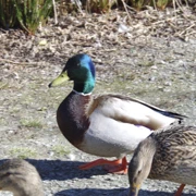 Burnaby Lake Regional Park。