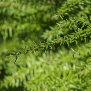 Burnaby Lake Regional Park。