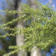 Burnaby Lake Regional Park。
