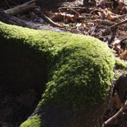 Burnaby Lake Regional Park。