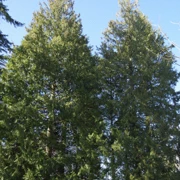 Burnaby Mountain Park。