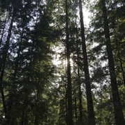 Lynn Valley Park。