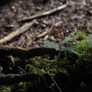 Baden Power Trail。