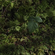 Baden Power Trail。