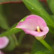 Bloedel Conservatory內。