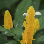 Bloedel Conservatory內。