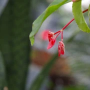 Bloedel Conservatory內。