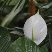 Bloedel Conservatory內。