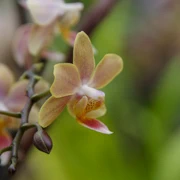 Bloedel Conservatory內。