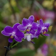 Bloedel Conservatory內。