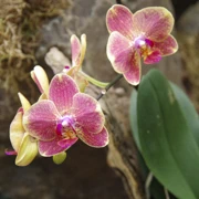 Bloedel Conservatory內。