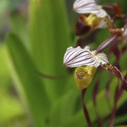 Bloedel Conservatory內。
