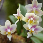 Bloedel Conservatory內。